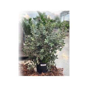 Metrosideros Excelsa struik