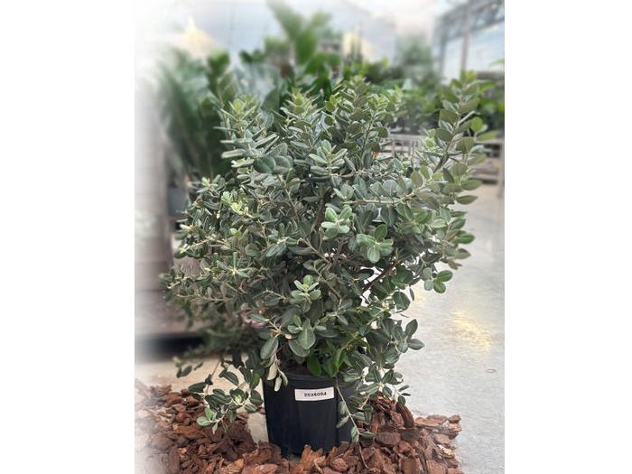 <h4>Metrosideros Excelsa struik</h4>