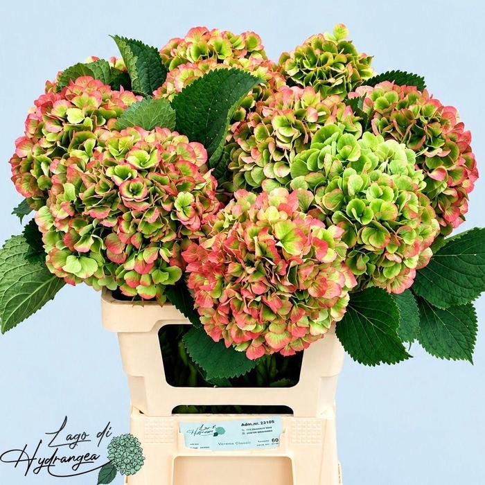 <h4>HYDR M CH VERENA CL</h4>