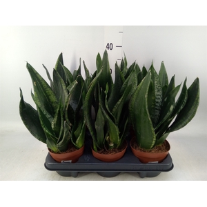 Sansevieria trifa.   ...