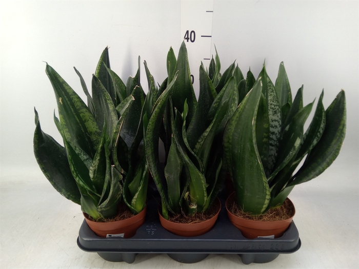 <h4>Sansevieria trifa.   ...</h4>