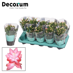 Schlumbergera - 10,5 cm - Pink (Russian) met hoes - Decorum