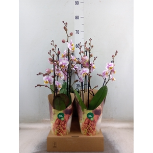 Phalaenopsis  'Corolla Beach'