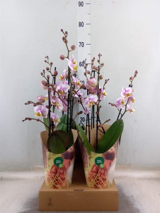 <h4>Phalaenopsis  'Corolla Beach'</h4>
