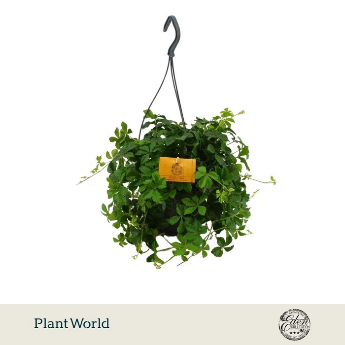 <h4>Parthenocissus Striatha 15cm HP</h4>