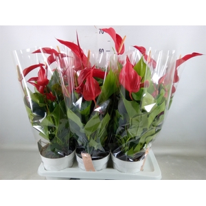 Anthurium  'Banderola Roja'