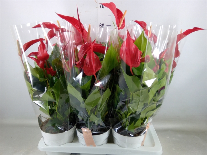 <h4>Anthurium  'Banderola Roja'</h4>