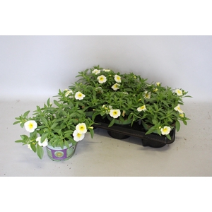 Calibrachoa White/Yellow