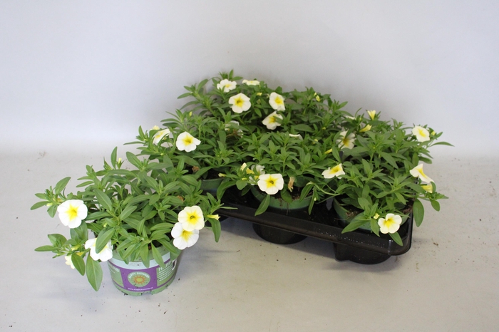 <h4>Calibrachoa White/Yellow</h4>