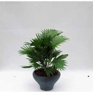 Livistona in hoedje blauw met schors