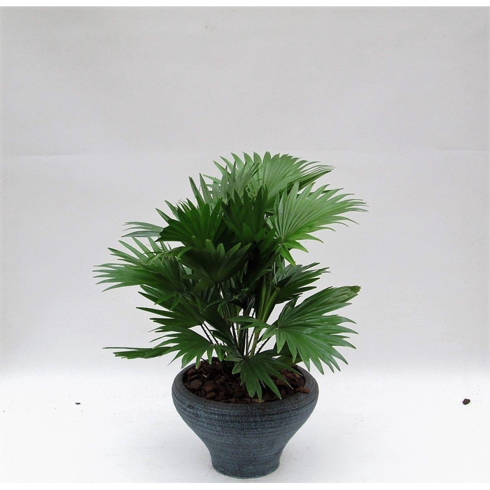 <h4>LIVISTONA ROTUNDIFOL</h4>