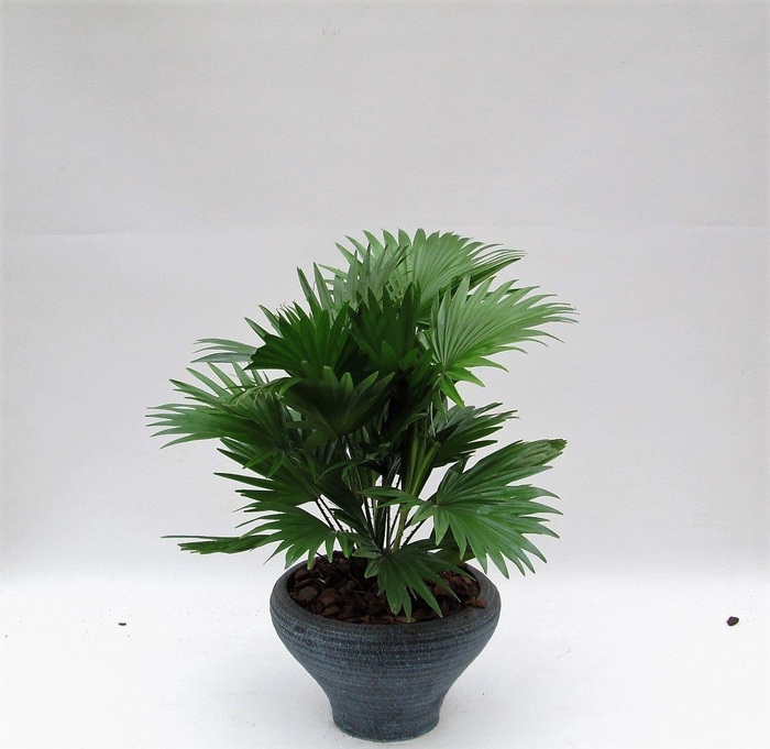 <h4>LIVISTONA ROTUNDIFOL</h4>