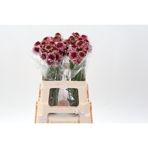 Scab At Sw Che Scoop