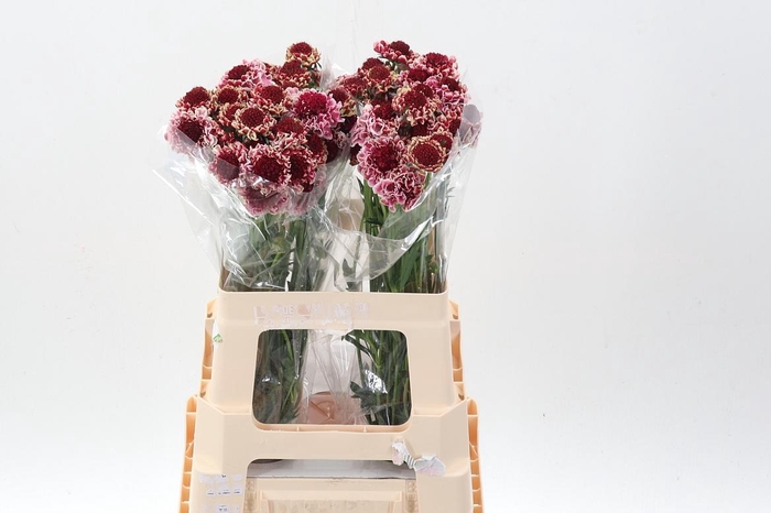 <h4>Scab At Sw Che Scoop</h4>