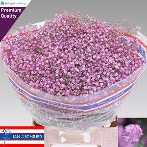 <h4>GYPS PA MY PINK 50gr</h4>