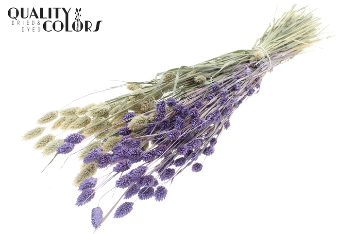 <h4>Phalaris per bunch Two Tone Frosted Milka</h4>