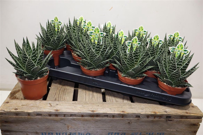 <h4>Aloe Tiki Tahi</h4>