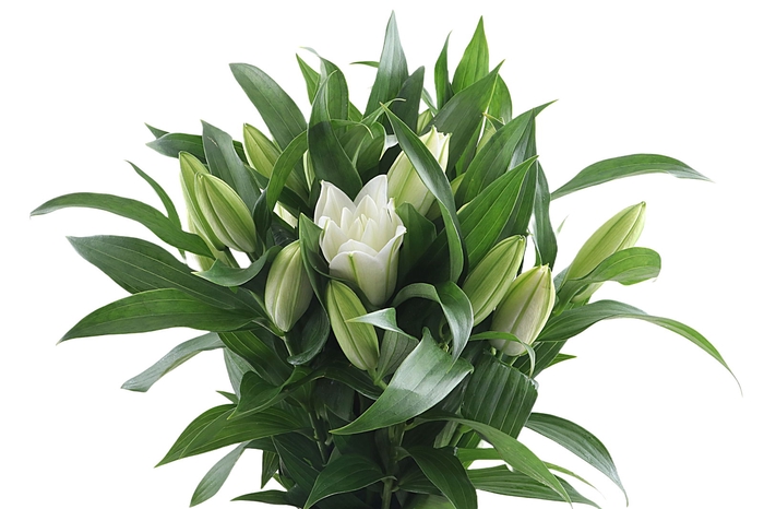 <h4>Li Or Double Roselily Aretha 1+</h4>