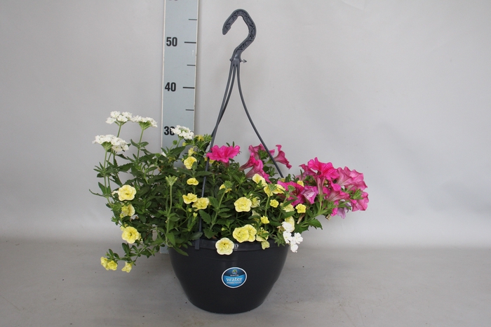 <h4>Hangpotten 27 waterreservoir Mix 09 Calibrachoa, Petunia, Verbena</h4>