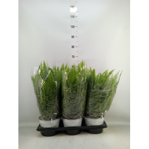 Nephrolepis exal. 'Sonata'