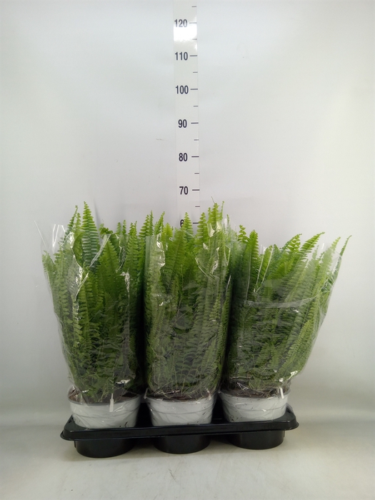 <h4>Nephrolepis exal. 'Sonata'</h4>