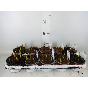 Tulipa DU 'Yellow Baby'