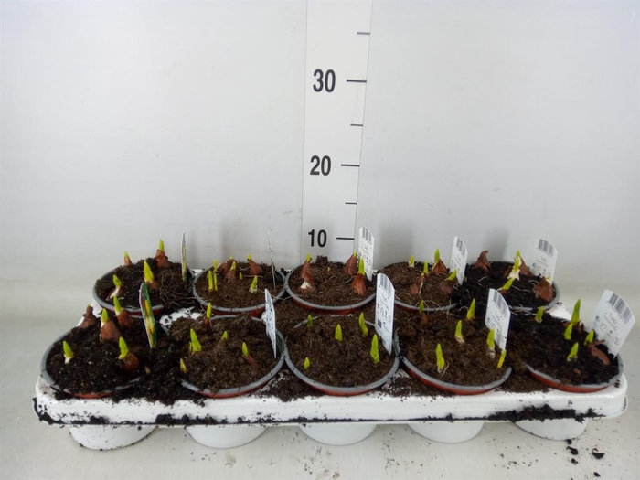 <h4>Tulipa DU 'Yellow Baby'</h4>