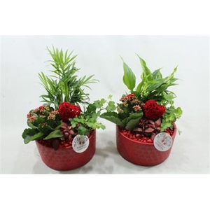 SC03 LOES RED