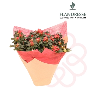 Azalea Flandresse® Kersthoes rood