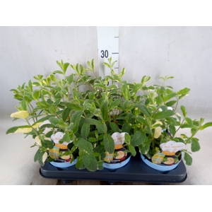 Mentha suaveolens 'Variegata'