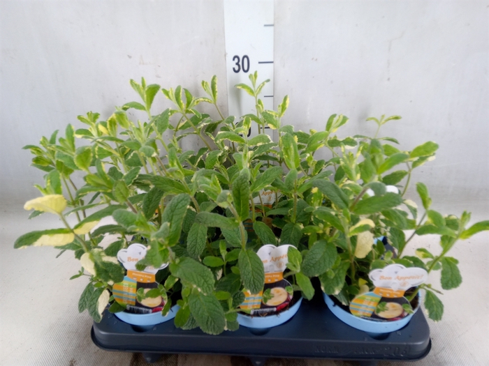 <h4>Mentha suaveolens 'Variegata'</h4>