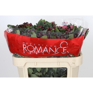 Hypericum Rocky Romance Spray