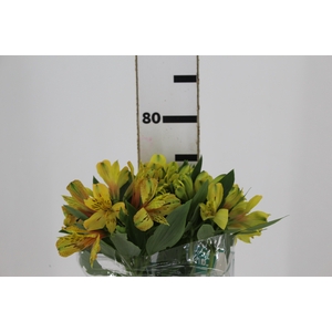 ALSTROEMERIA CARIBBEAN 080 CM