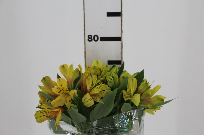 <h4>ALSTROEMERIA CARIBBEAN 080 CM</h4>