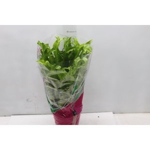 ASPLENIUM CRISSIE P19