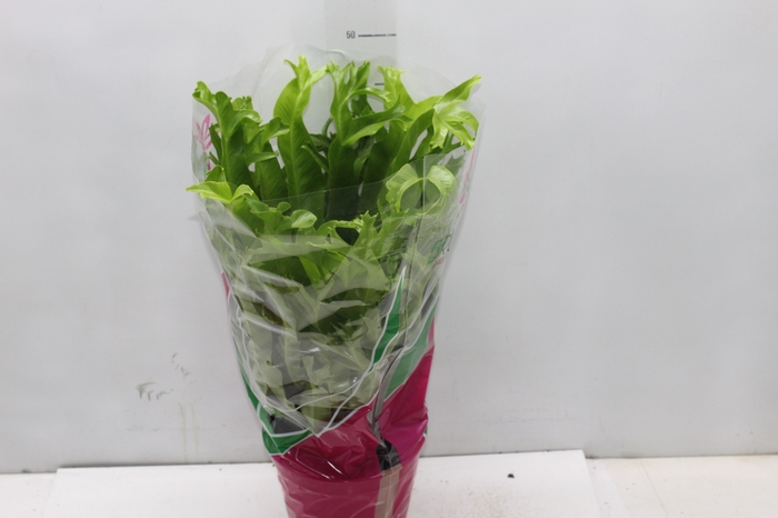 <h4>ASPLENIUM CRISSIE P19</h4>