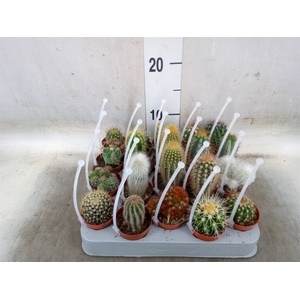 Cactus   ...mix