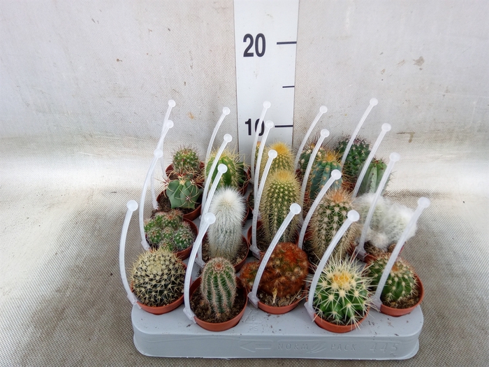 <h4>Cactus   ...mix</h4>