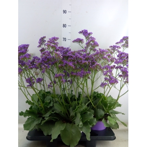 Limonium  'Salt Lake'