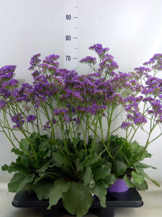 <h4>Limonium  'Salt Lake'</h4>