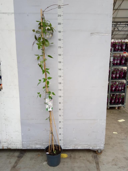 <h4>Clematis montana 'Mayleen'</h4>