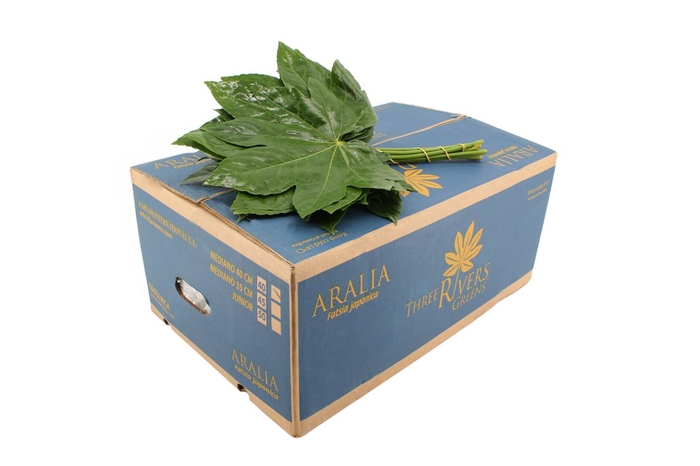 <h4>Aralia Medium</h4>