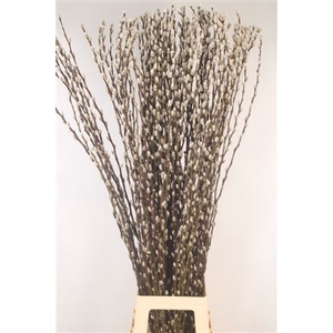 Salix Snow Flake Fresh 120cm