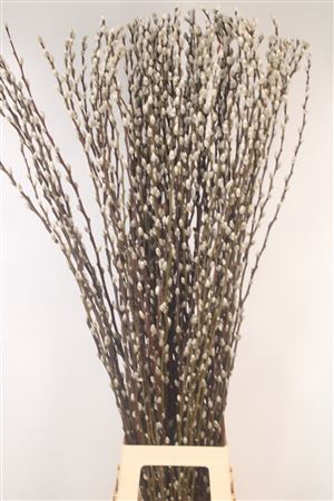 <h4>Salix Snow Flake Fresh 120cm</h4>