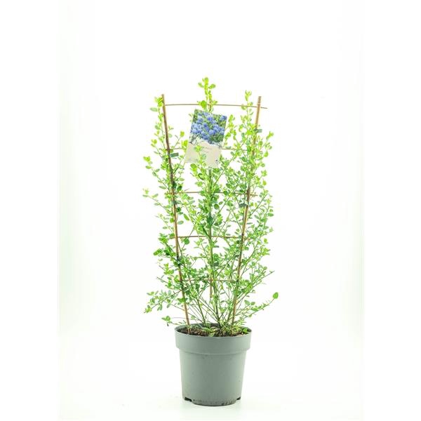<h4>Ceanothus imp. 'Victoria'</h4>