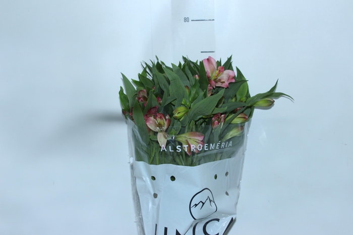 <h4>ALSTROEMERIA LIVORNO 080 CM</h4>