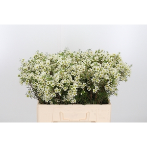 Chame Ivory Pearl