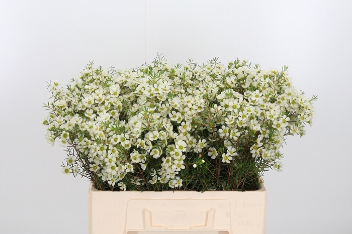 <h4>Chame Ivory Pearl</h4>