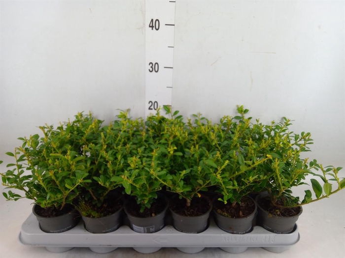 <h4>Ilex crenata</h4>