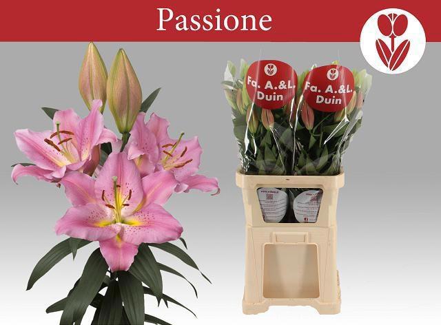<h4>LI OR PASSIONNE xxl</h4>